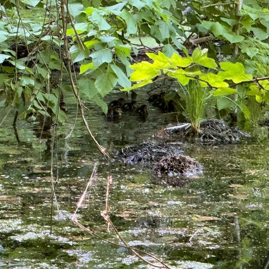 Stockente: Tier im Habitat Teich in der NatureSpots App