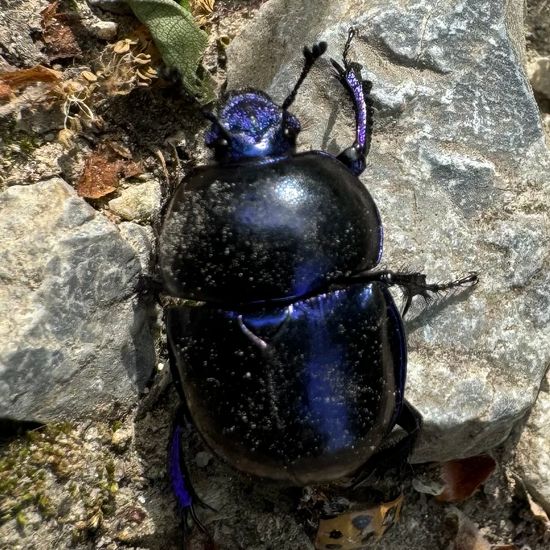 Trypocopris vernalis: Tier im Habitat Wald der gemäßigten Breiten in der NatureSpots App