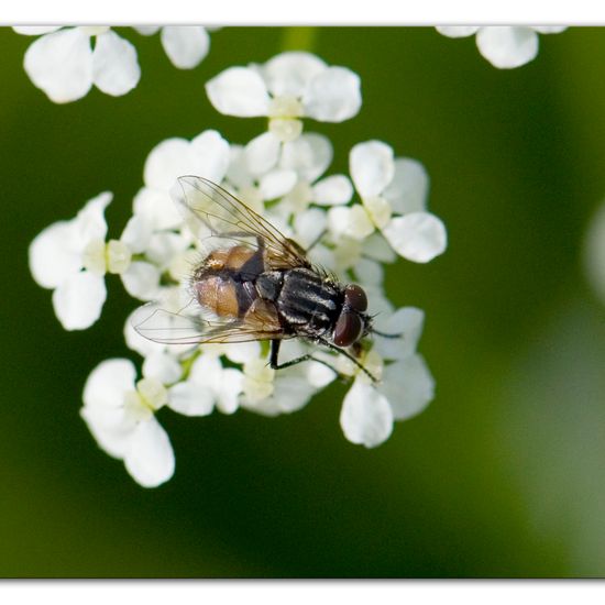 Musca autumnalis: Tier im Habitat Halb-natürliches Grasland in der NatureSpots App