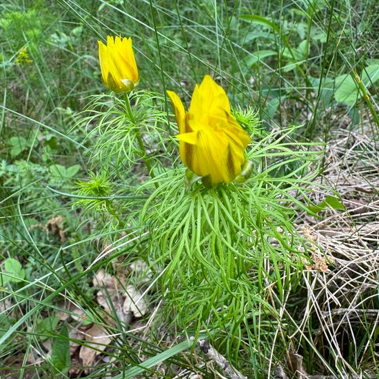 Frühlings-Adonisröschen: Pflanze im Habitat Wald der gemäßigten Breiten in der NatureSpots App