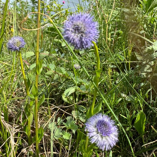 Globularia bisnagarica: Pflanze im Habitat Grasland und Büsche in der NatureSpots App