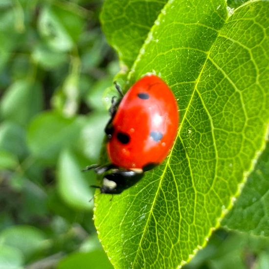 Coccinella septempunctata: Animal in habitat Grassland in the NatureSpots App