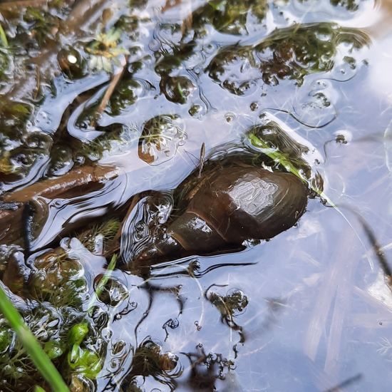 Spitzschlammschnecke: Tier im Habitat Teich in der NatureSpots App