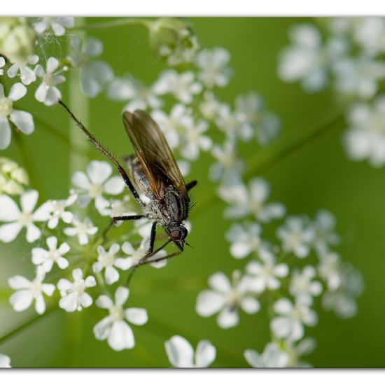 Gewürfelte Tanzfliege: Tier im Habitat Anderes Waldhabitat in der NatureSpots App