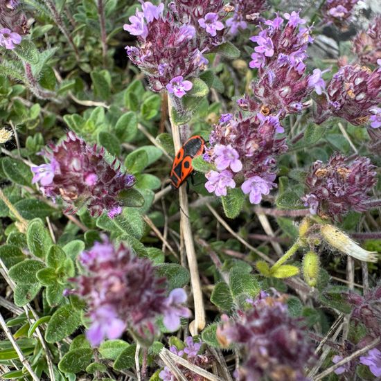 Thymus praecox: Plant in habitat Mountain in the NatureSpots App