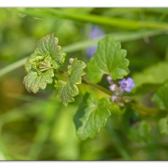 Glechoma hederacea: Plant in habitat Forest in the NatureSpots App