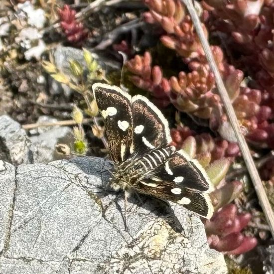 Eurrhypis pollinalis: Tier im Habitat Berge und Felsen in der NatureSpots App