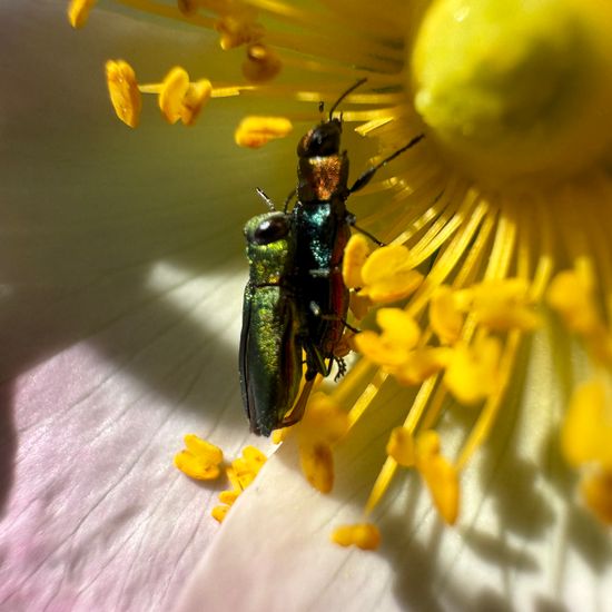 Anthaxia nitidula nitidula: Tier im Habitat Landwirtschaftliche Wiese in der NatureSpots App