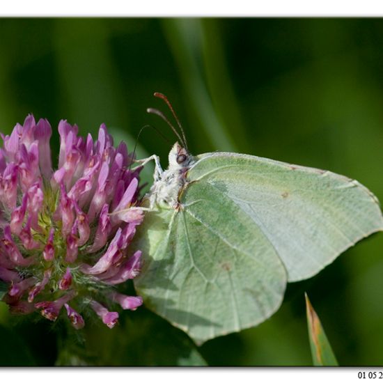 Zitronenfalter: Tier im Habitat Grasland und Büsche in der NatureSpots App