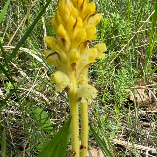 Nelken-Sommerwurz: Pflanze im Habitat Grasland und Büsche in der NatureSpots App