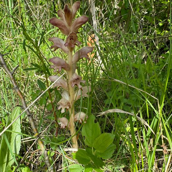 Orobanche caryophyllacea: Plant in habitat Grassland in the NatureSpots App