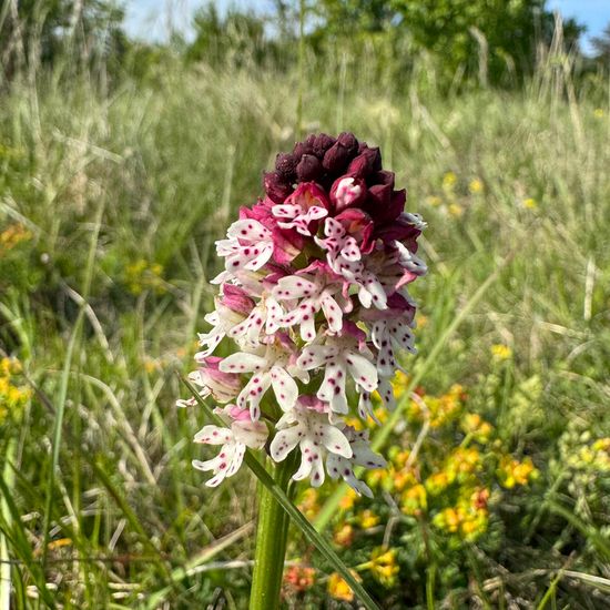 Neotinea ustulata: Plant in habitat Mountain in the NatureSpots App