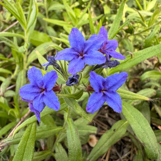 Blauroter Steinsame: Pflanze im Habitat Wald der gemäßigten Breiten in der NatureSpots App