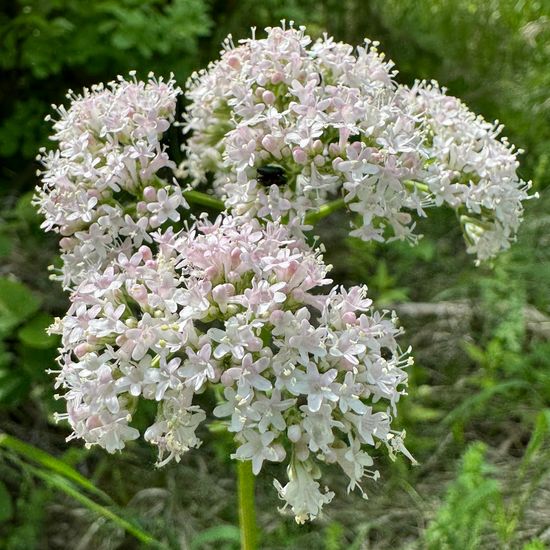 Valeriana officinalis: Plant in habitat Temperate forest in the NatureSpots App