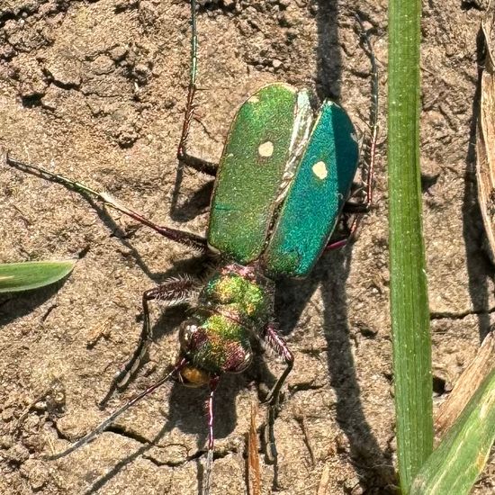 Feld-Sandlaufkäfer: Tier in der Natur in der NatureSpots App