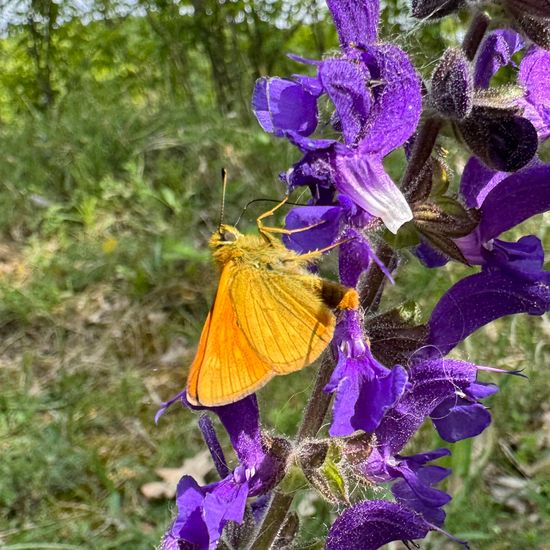 Large Skipper: Animal in habitat Temperate forest in the NatureSpots App