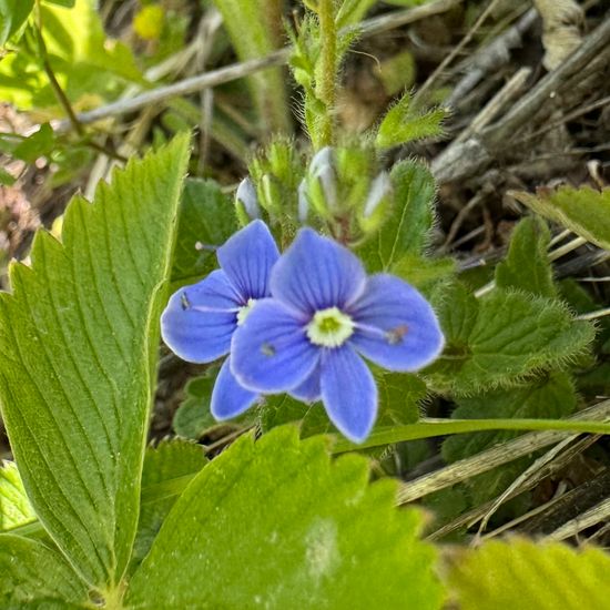 Gamander-Ehrenpreis: Pflanze im Habitat Landwirtschaftliche Wiese in der NatureSpots App