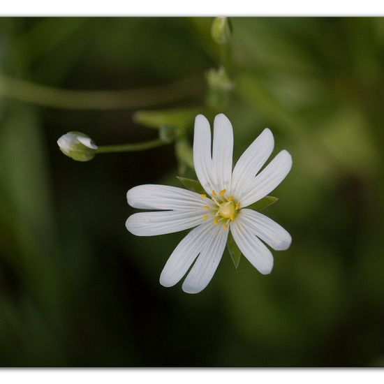 Greater stitchwort: Plant in habitat Forest in the NatureSpots App