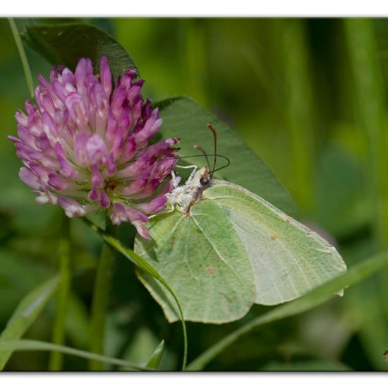 Zitronenfalter: Tier im Habitat Grasland und Büsche in der NatureSpots App