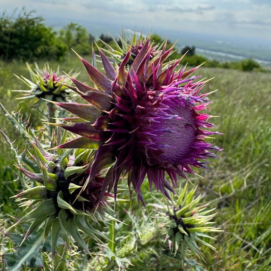 Nickende Distel: Pflanze im Habitat Bergwiese in der NatureSpots App