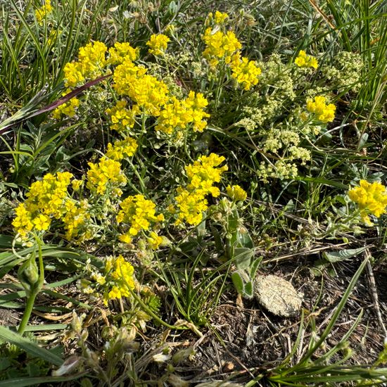 Alyssum montanum: Plant in habitat Mountain in the NatureSpots App