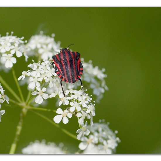 Graphosoma italicum: Animal in habitat Forest in the NatureSpots App