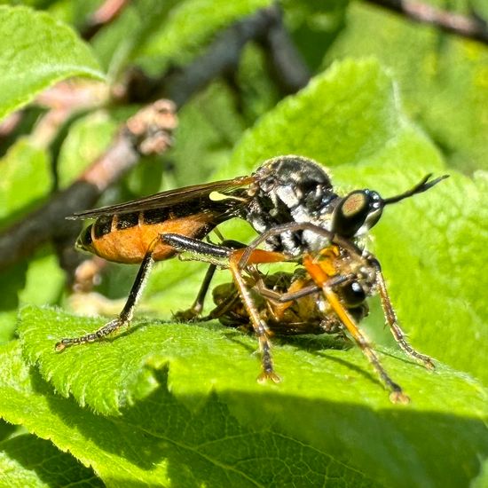 Dioctria rufipes: Tier im Habitat Landwirtschaftliche Wiese in der NatureSpots App