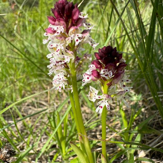 Neotinea ustulata: Plant in habitat Grassland in the NatureSpots App