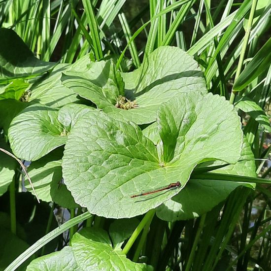 Large Red Damselfly: Animal in habitat Park in the NatureSpots App