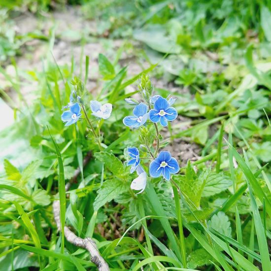 Veronica chamaedrys: Plant in habitat Park in the NatureSpots App