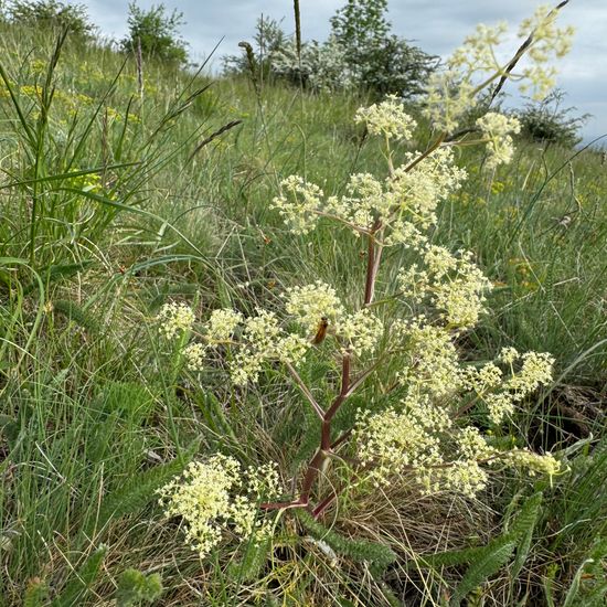 Apiaceae: Plant in habitat Grassland in the NatureSpots App