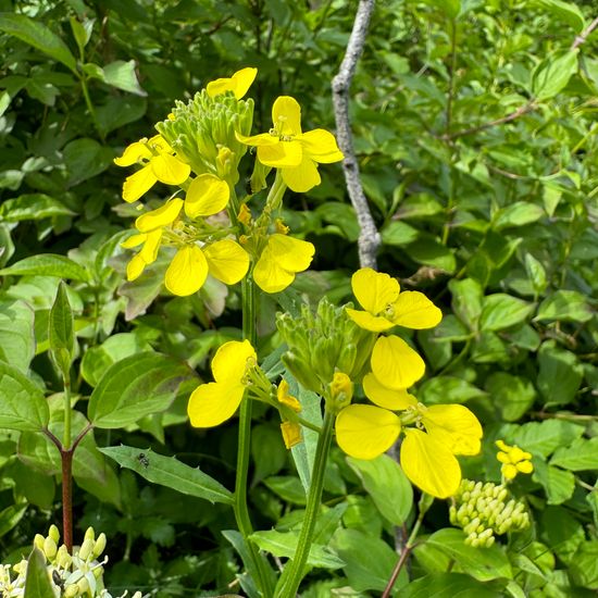 Honig-Schöterich: Pflanze im Habitat Wald der gemäßigten Breiten in der NatureSpots App