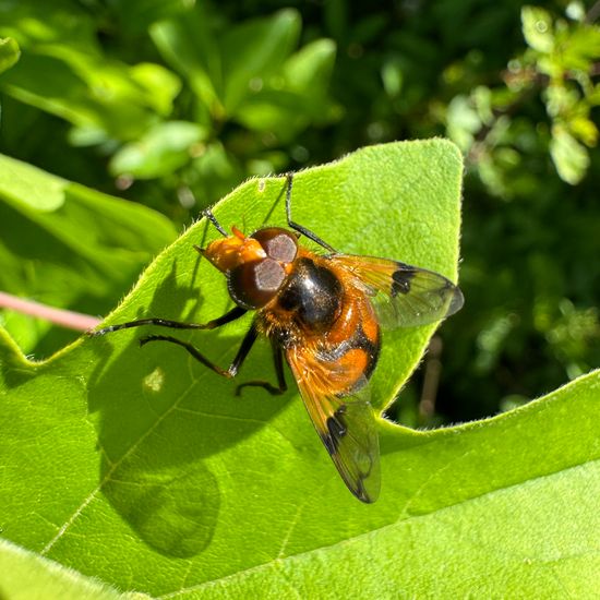 Volucella inflata: Tier in der Natur in der NatureSpots App