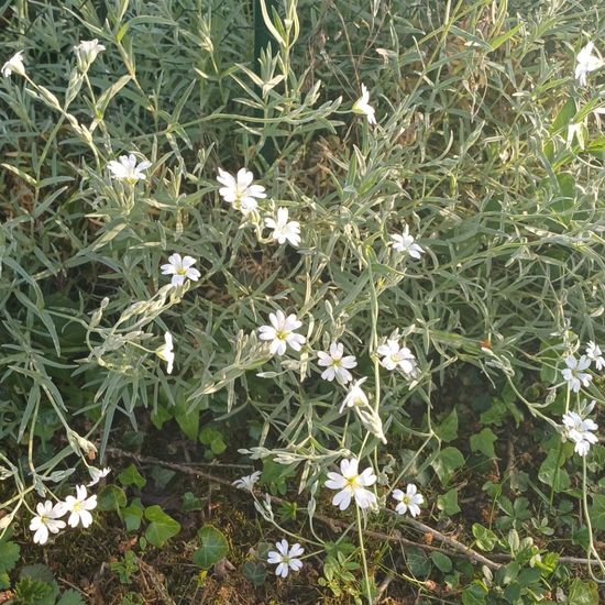 Cerastium tomentosum: Plant in habitat Garden in the NatureSpots App