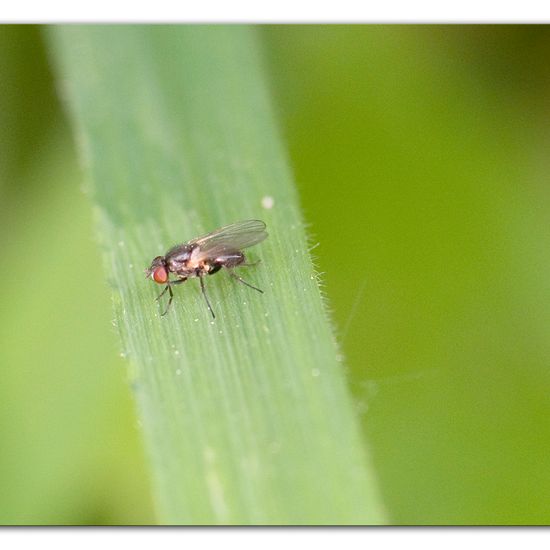 Minierfliegen: Tier im Habitat Industrie in der NatureSpots App