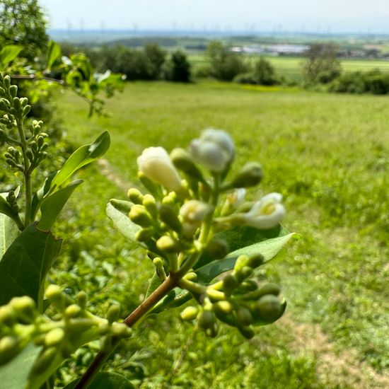 Gewöhnlicher Liguster: Pflanze im Habitat Grasland und Büsche in der NatureSpots App