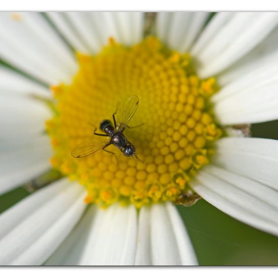 Eine unbekannte Art: Tier im Habitat Strasse/Verkehr in der NatureSpots App