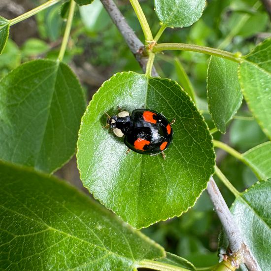 Asiatischer Marienkäfer: Tier im Habitat Grasland und Büsche in der NatureSpots App