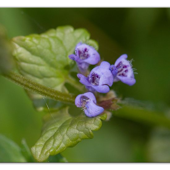 Glechoma hederacea: Plant in habitat Forest in the NatureSpots App