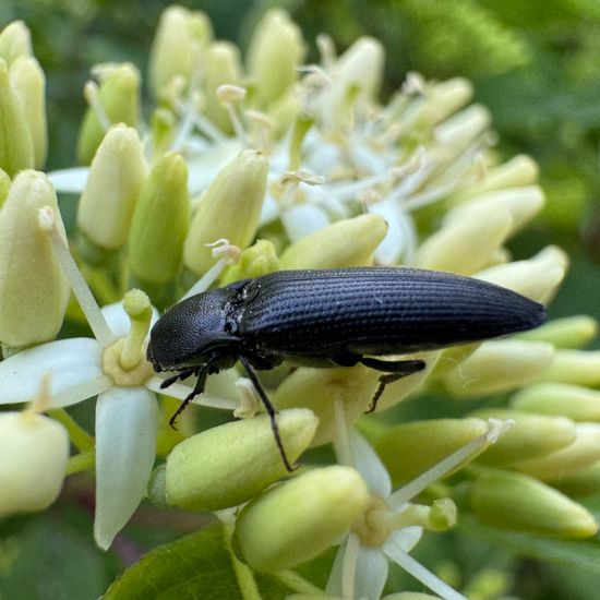 Wald-Humusschnellkäfer: Tier im Habitat Garten in der NatureSpots App