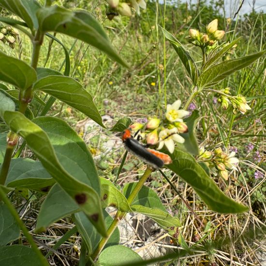 andere Art: Pflanze im Habitat Grasland und Büsche in der NatureSpots App