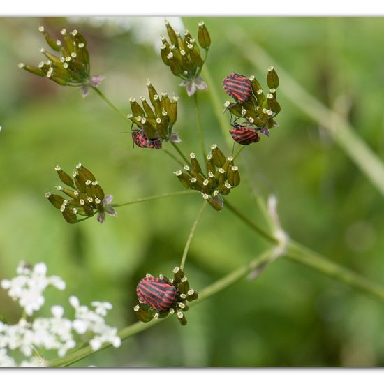 Graphosoma italicum: Animal in habitat Road or Transportation in the NatureSpots App