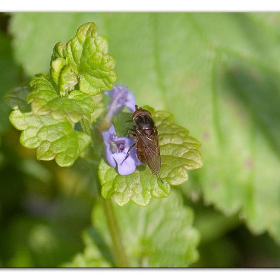 Gemeine Schnauzenschwebfliege: Tier im Habitat Industrie in der NatureSpots App