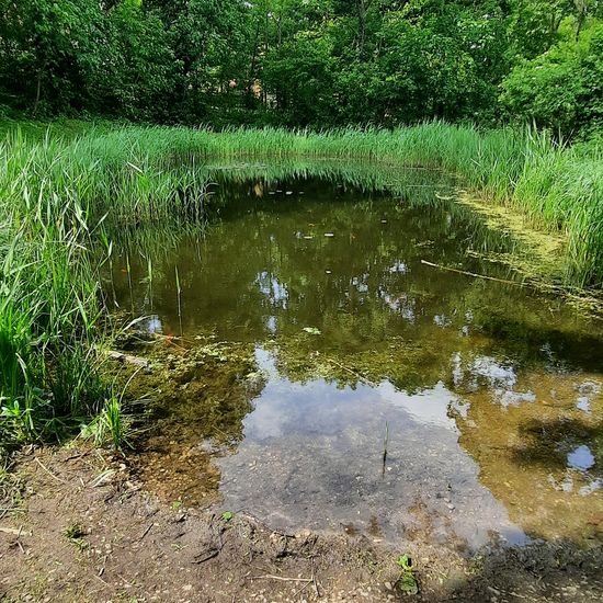 Landschaft: Süßwasser im Habitat Teich in der NatureSpots App