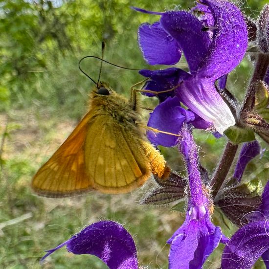 Large Skipper: Animal in habitat Temperate forest in the NatureSpots App