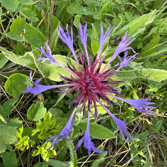 Centaurea montana: Plant in habitat Mountain in the NatureSpots App