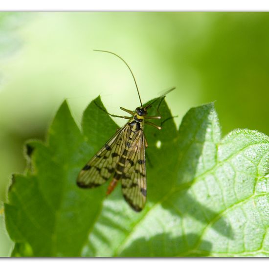 Deutsche Skorpionsfliege: Tier im Habitat Anderes Waldhabitat in der NatureSpots App