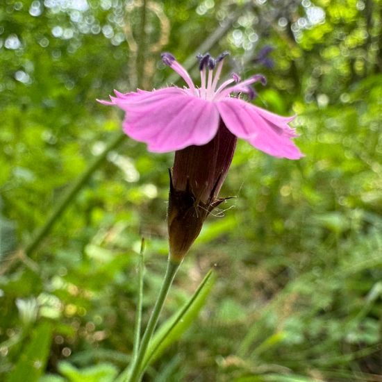 Dianthus carthusianorum: Plant in habitat Temperate forest in the NatureSpots App