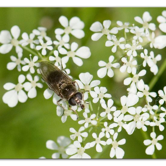 Cheilosia proxima: Animal in habitat Road or Transportation in the NatureSpots App