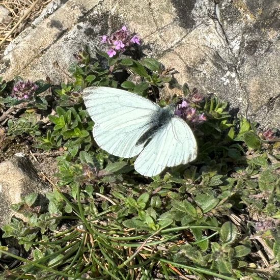 Pieris napi napi: Tier im Habitat Berge und Felsen in der NatureSpots App